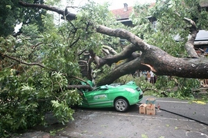 Gặp họa từ cây bóng mát mùa mưa bão