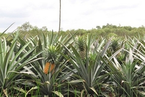 Những “kỳ án” xuất phát từ lá bùa: Kỳ án “chết lạc” trong vườn dứa