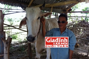 "Độc chiêu" của “dị nhân” mù có biệt tài... buôn bò xuyên biên giới