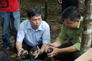 71 cá thể rùa Trung bộ  “hồi hương”