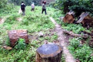 Phú Yên: Hàng trăm người lén lút phá rừng tìm trầm