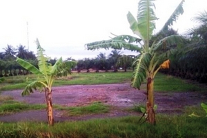 Khi nông dân chán ruộng