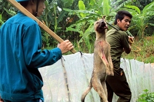 Hoang mang về nguồn gốc chó lạ