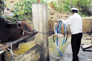 Đà Nẵng: Ngăn chặn tình trạng bơm nước vào gia súc trước khi giết mổ