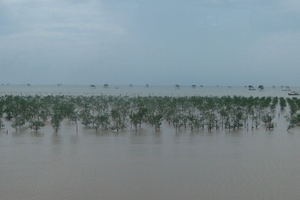 Ngư dân ven biển hợp lực xây dải đê xanh chắn sóng