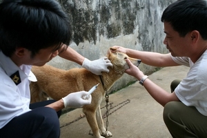 Cảnh báo về nguy cơ bệnh dại lây lan trên diện rộng