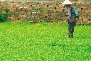 Rau càng đắt, độc càng tăng?