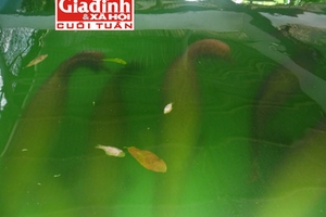 Bể cá cảnh khổng lồ với đàn “quái vật Amazon” giá bạc tỷ của lão nông miệt vườn