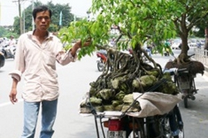 Hà Nội: Cây cảnh “héo” theo bất động sản