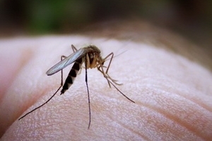 Tìm ra bốn chất tự nhiên có tác dụng diệt côn trùng