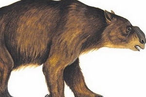 Phát hiện hóa thạch loài gấu túi đặc biệt ở Australia