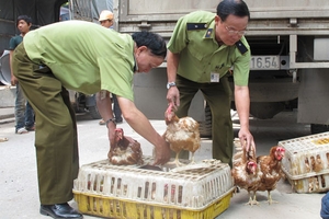 Bắt giữ 6 tạ gà TQ nhập lậu tại chân cầu Phù Đổng