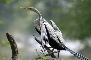 Hậu Giang: Nhiều loài chim trong sách đỏ về sinh sống
