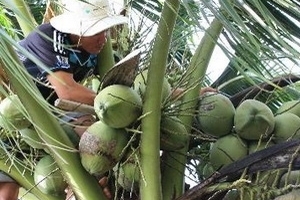 Bến Tre: Nhà máy dừa lao đao vì thiếu nguyên liệu