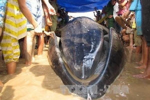 Con cá voi mắc cạn ở Sóc Trăng đã chết vì kiệt sức