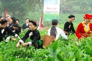 Thái Nguyên sẵn sàng cho Festival trà lần thứ hai