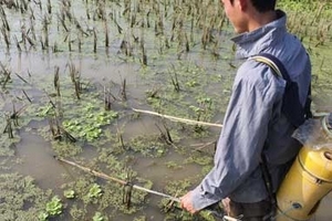 Nghệ An vào mùa tận diệt thủy sinh