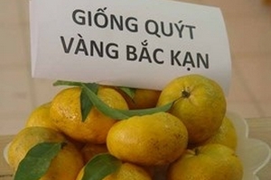 Nông dân Bắc Kạn phấn khởi với mùa quýt được giá