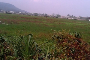 Tĩnh Gia, Thanh Hóa: Dân bỏ ruộng vì… quê lên phố