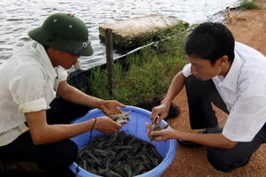 Giá tôm tăng cao kỷ lục, nông dân Bến Tre thu lãi lớn