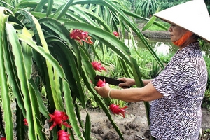 Long An: Thanh long trái vụ trúng mùa, được giá