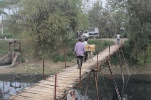 Cây "Cầu chết” giữa lòng thủ đô