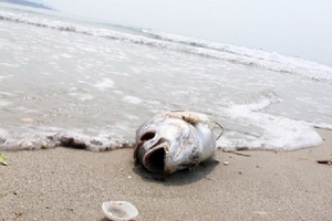 Bộ Tài nguyên & Môi trường họp về nguyên nhân cá chết ở miền Trung