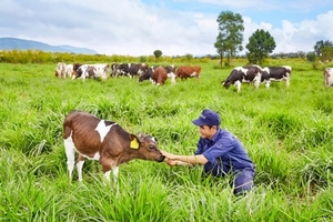 Vinamilk đạt chứng nhận trang trại bò sữa organic đầu tiên tại Việt Nam