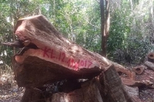 Lâm tặc ngày đêm ‘xẻ thịt’ Vườn Quốc gia Cúc Phương, chống trả quyết liệt khi bị phát hiện