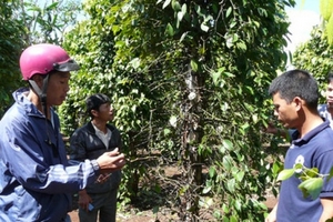 Giá hồ tiêu giảm, rủi ro tạm trữ tăng