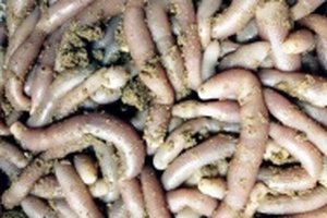 Xem ngư dân săn đặc sản tiền triệu ở biển Quảng Ninh