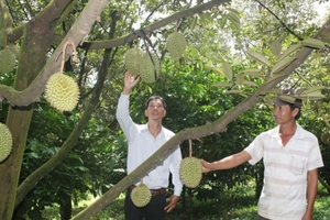 Giá sầu riêng lập kỷ lục, nông dân lập chòi canh trộm