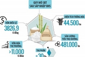 Câu chuyện mía đường: BHS sáp nhập vào SBT, ai hưởng lợi?