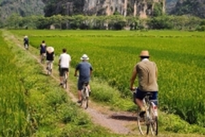 Đi ngay kẻo lỡ: Tam Cốc đẹp như mơ giữa mùa lúa chín