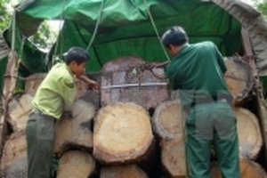 Ngành gỗ Việt Nam nói không với gỗ bất hợp pháp