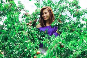 Rủ nhau về Mộc Châu mùa mận chín đỏ