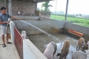 Trung Quốc đồng ý nhập thịt lợn Việt Nam, giá lợn sắp được 'giải cứu'?