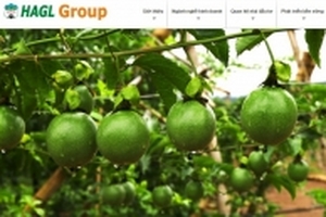 HAGL tuyển dụng 300 nhân viên kỹ thuật trồng cây ăn trái
