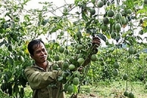 Chanh dây rớt giá thê thảm