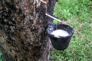 Giá cây cao su giống tăng cao nhất từ trước tới nay, 'cháy' hàng