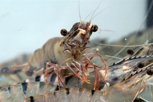 Australia chi tiết hóa quy định nhập khẩu với tôm