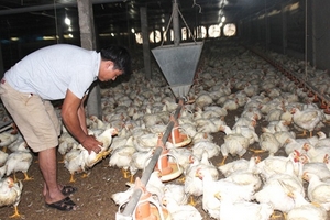 Hết heo, lại lo đến gà
