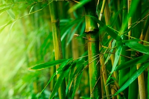 Imperial Dragon Investments mua 2,2 triệu cổ phiếu BCG, trở thành cổ đông lớn