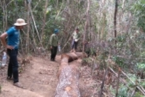 Gia Lai: Tặng gỗ tang vật cho người nghèo