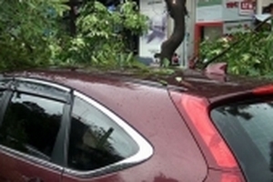 Ô tô 5 chỗ bị cành cây đổ đè hư hỏng giữa trung tâm Sài Gòn