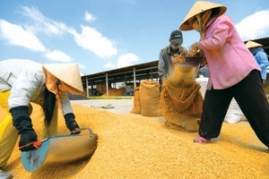 Có hay không chuyện tạo cơ chế cho các 'ông lớn' độc quyền xuất khẩu gạo?