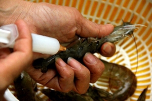 Khẩn cấp chữa bệnh 'sạch xuất khẩu, bẩn để dùng'