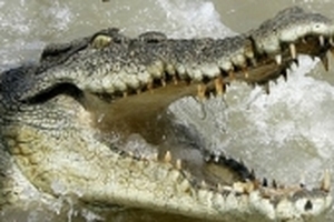 Những sinh vật nguy hiểm nhất hành tinh