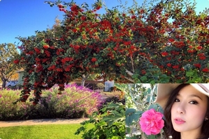 Khu vườn nhỏ đầy ắp cây trái và hoa hồng rực rỡ của mẹ trẻ xinh như hot girl