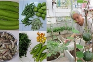 Ngưỡng mộ sân thượng trồng rau quả sạch mùa nào thức nấy của 'lão nông phố' ở Hà Nội